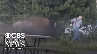 Man says he's OK after bison attack at Yellowstone
