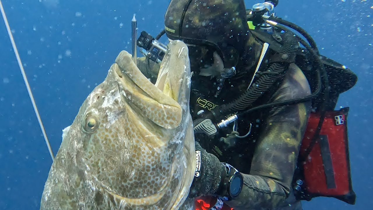 Commercial Spearfishing the Dry Tortugas with slinginsteel100 YouTube Commercial Spearfishing the Dry Tortugas with slinginsteel100 YouTube
