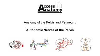 Anatomy of the Pelvis and Perineum 11 - Autonomic Nerves of Pelvis
