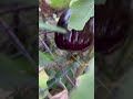 Eggplant harvest December 2025