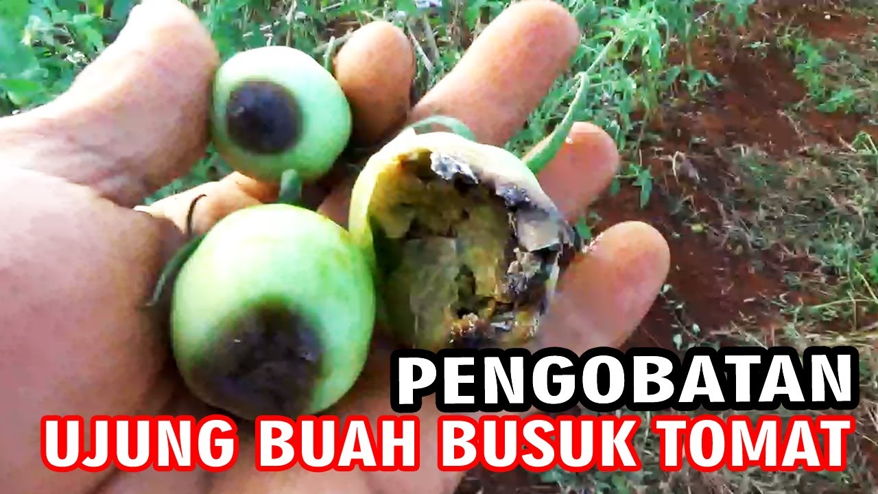 Hati2 salah‼️Inilah Penyebab Ujung Buah Tomat Busuk Dan Cara Pengobatannya   PART.4
