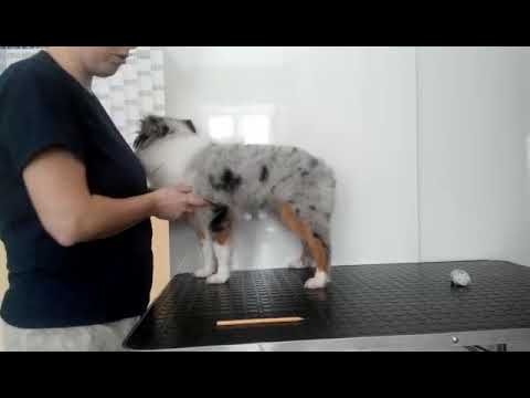 Как измерить рост щенка