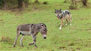 That Wolf Attacked A Donkey! Here's What Happened Next... Predators Who Clearly Mistook Prey