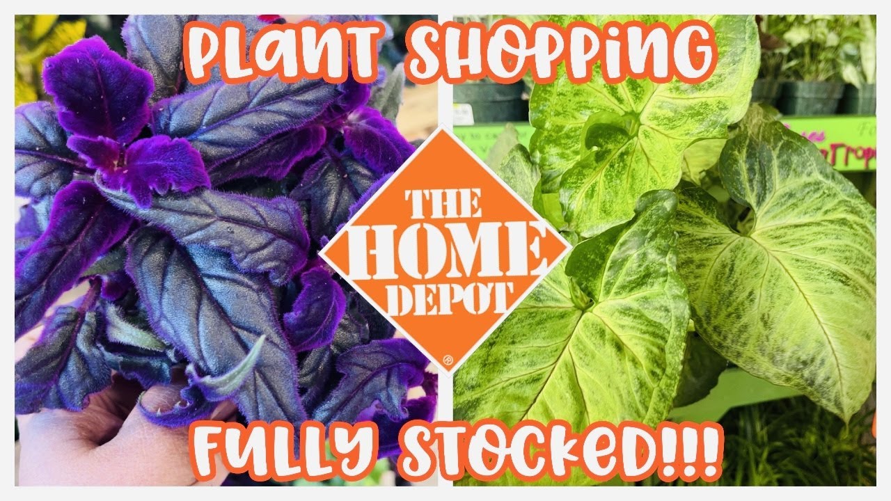 Plant Shopping at Home Depot Big Box Store Fully Stocked YouTube