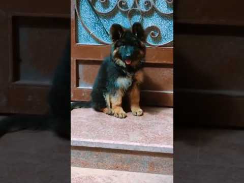 Germanshepherd Gsds كلاب Pets Doglover Like Comment Explore Puppy Garmany