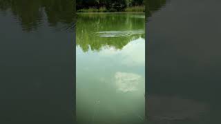 Shad Daddy - swim action