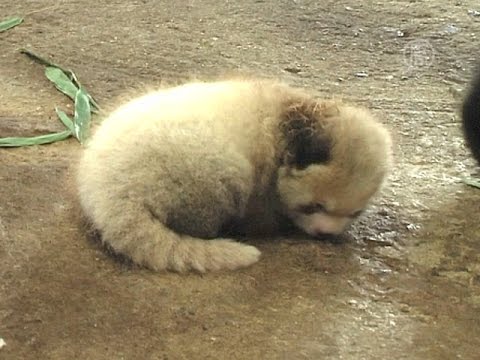 картинки малой панды