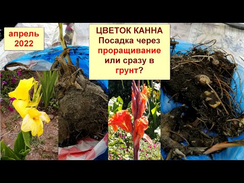 Канны (Канна). Посадка канн сразу в открытый грунт или проращивание? Плюсы и минусы этих методов.