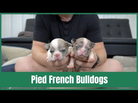 Pied French Bulldogs