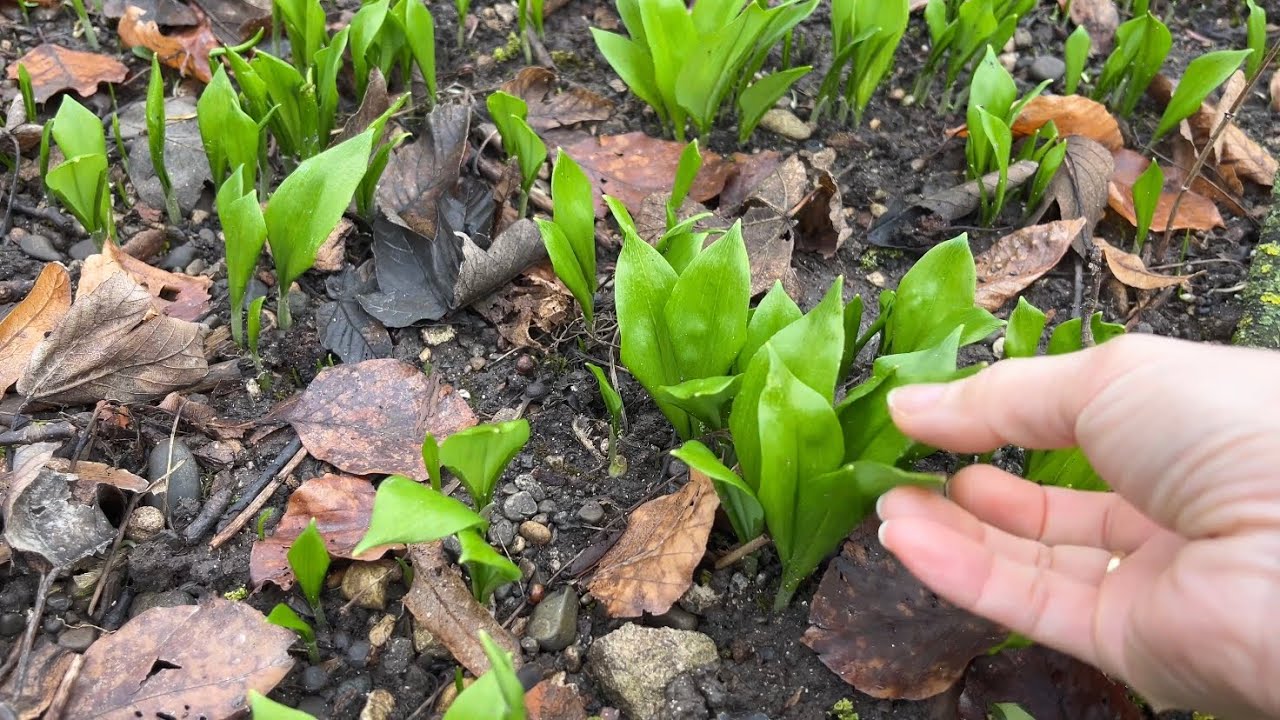 Hái rau tỏi gấu đầu mùa. Rau tự mọc tốt như cỏ | Cuộc sống nông thôn ở Đức