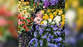 Eridimi Beydağının Karlari Resimi