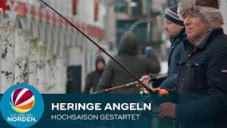 Heringe angeln in Kappeln: Hochsaison an der Kaimauer