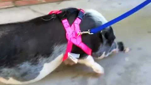 Mimi the Pot Belly Pig goes for a Walk with Debi Derryberry
