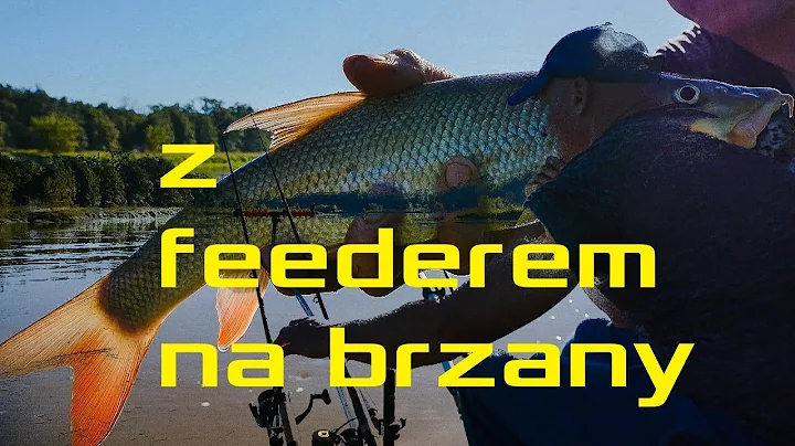 Z feederem na brzany. Klasyczny feeder z gwki na r...
