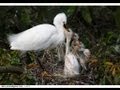 Mother egret feeding her babies II 母鷺鷥反芻小鷺 2013