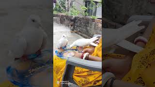 Ekta uronto kobutor..😘 #youtube #indianpegion#pigeon#kabootar#shot#shotsvideo#kolkata#viral