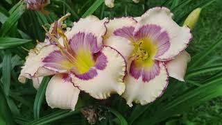 Duluth Daylily Garden Walkabout - July 27, 2025