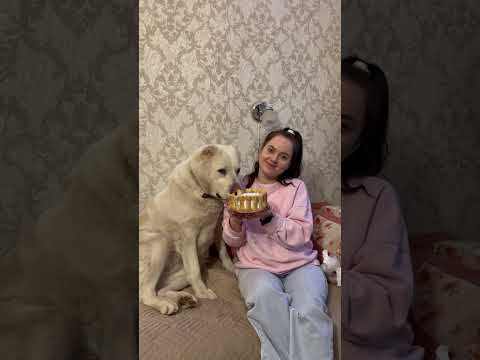 6 лет сегодня нашей первоапрельской собаке алабаке Варе😍🦮 #собака #dog #алабай