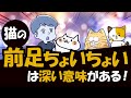 猫が前足で「ちょいちょい」するのはきちんとした意味がある!その訳を解説!