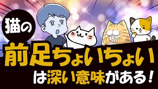 猫が前足で「ちょいちょい」するのはきちんとした意味があるその訳を解説