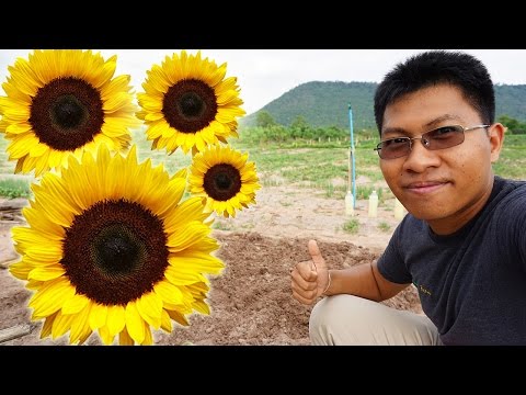 วีดีโอ: ต้นทานตะวันที่ไม่มีดอกไม้ - จะทำอย่างไรเมื่อต้นทานตะวันไม่บาน