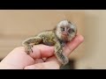 Cutest popular monkey for pet lover in the moment