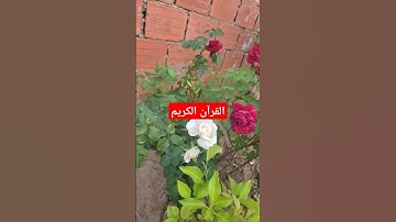 القرآن الكريم بصوت جميل #قرآن #القرآن_الكريم #اكسبلور #quran #لايك #عبدالرحمن_مسعد