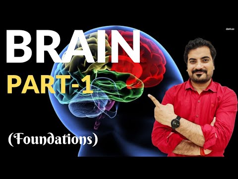 Brain (part-1)