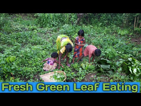 healthy-eating-fresh-green-leaf-and-rice-eating-|