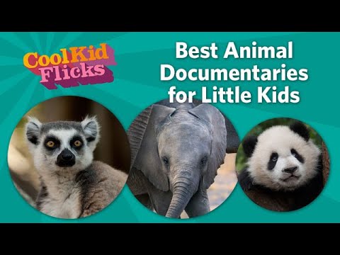 Best Animal Documentaries for Little Kids - YouTube