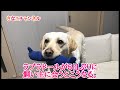 ラブラドールが5日ぶりに飼い主に会うとこうなる。Labrador Retriever