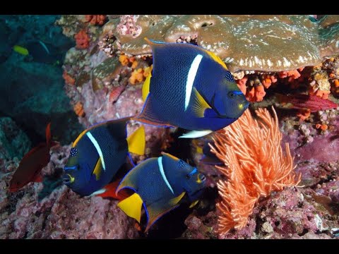 Видео: Таити Морская жизнь и морская биология для дайверов