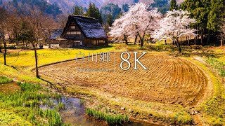 [Japan's three most unexplored regions] Visit Shirakawago in spring  Japan in 8K