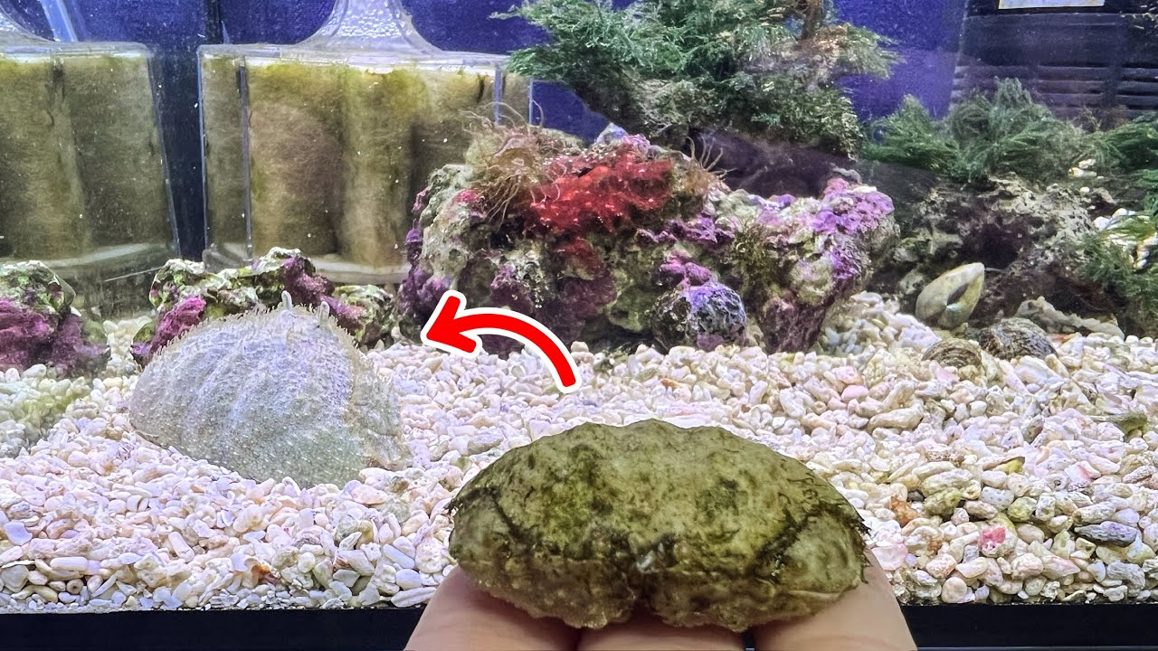 Crab breeding] It's gotten huge again! The sleeve crab Calappa has