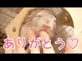 【チンチラ】なつくとこうなる!チンチラからのお返しスキンシップが可愛すぎる!!