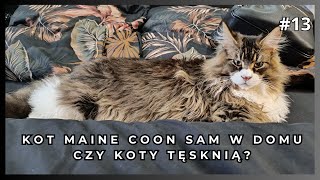 Maine Coon Hitman  czy koty tęsknią za opiekunem?