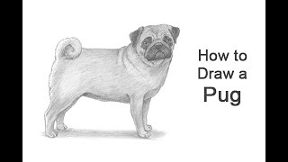 How to Draw a Dog (Pug)