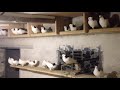 Пермские голуби (гривуны)