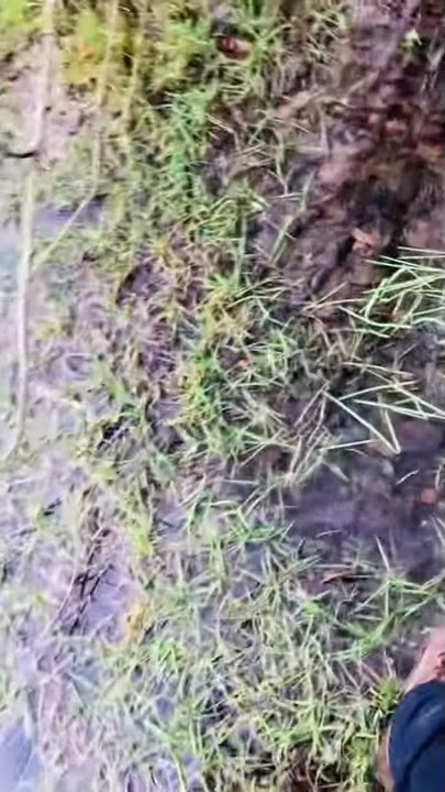 AKU pilgrim military issue boots