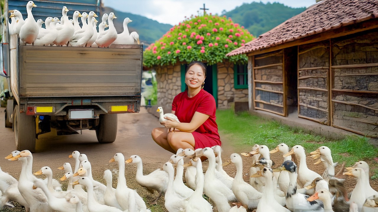 REWIND TIMELAPSE – 365 Days Harvesting Flock of Ducks. Use Truck to Transport Them Go to Market Sell