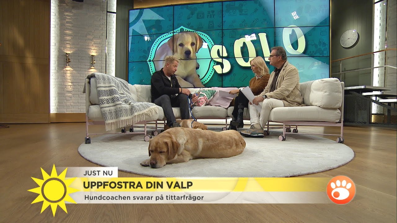 Jämförelse av olika hundförsäkringar för valpar på marknaden