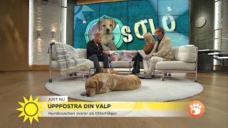 Så uppfostrar du din valp  hundcoachens bästa tips  Nyhetsmorgon (TV4)