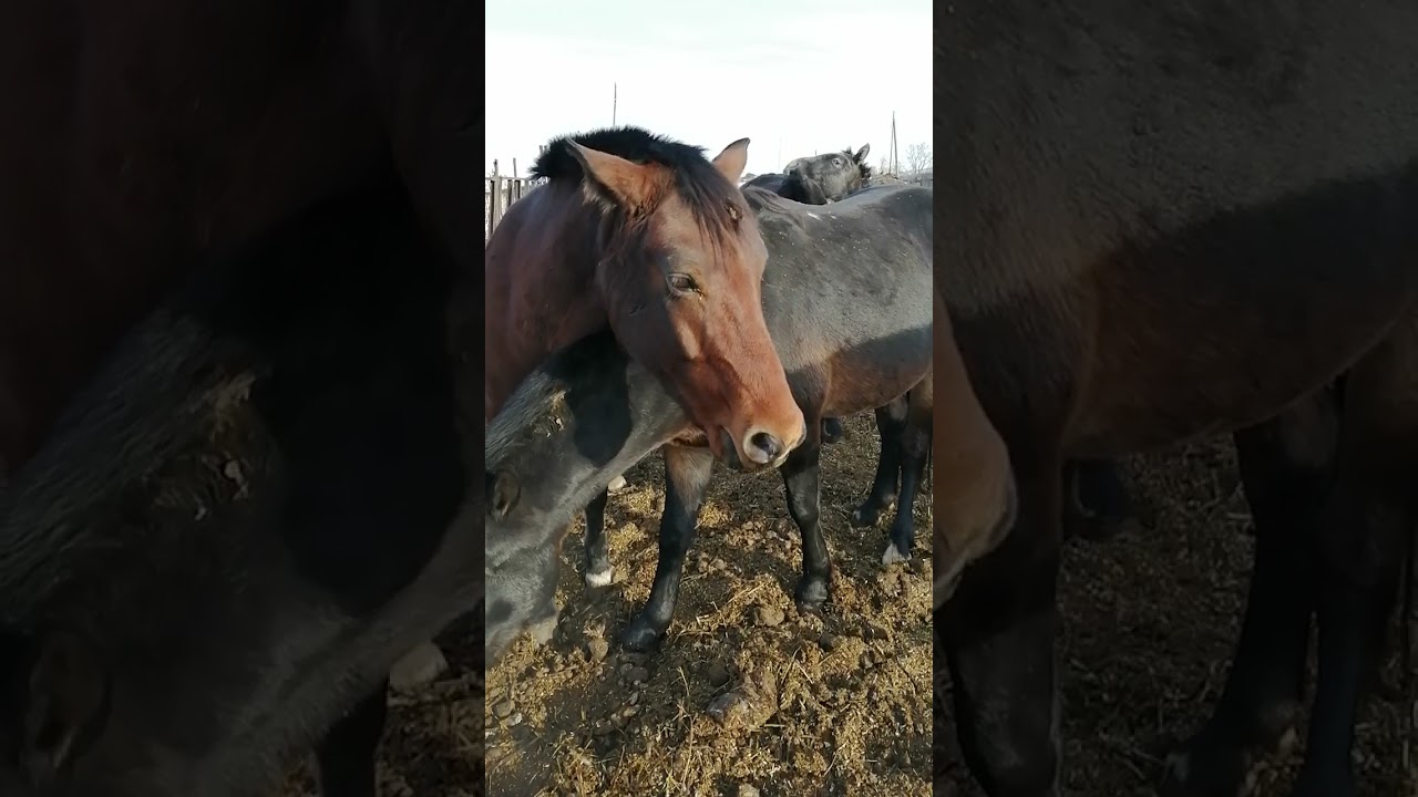 Horse Stallion 146 Erection YouTube