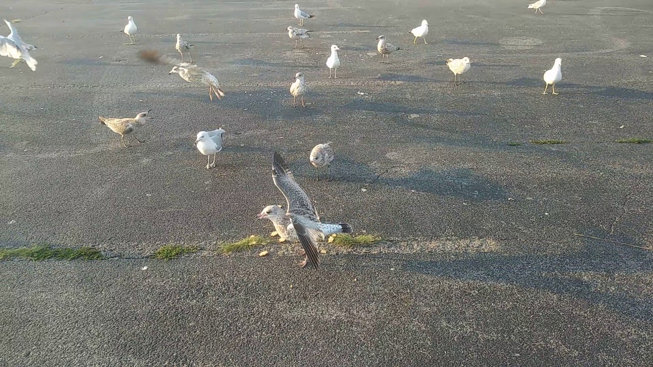 camera iphone 8 plus apk Feeding seagulls teddy bear cookies