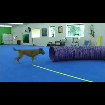 Dog Training Floor Mats - EVA Foam for Dog Agility