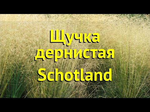 Щучка(Луговик) дернистая Шхотлатд. Краткий обзор, описание deschampsia cespitosa Schotland