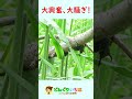 クワガタ発見！！大騒ぎしていると？【長野県白馬村】