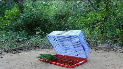 New Create Unique Bird Trap Using 2 Plastic Basket - Parrot Trap-16 March 2024#birdstrap