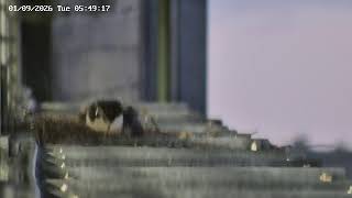 Operation Falcon Live Stream