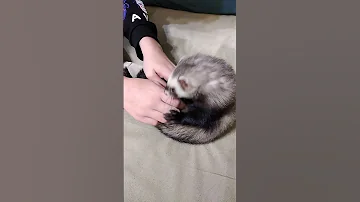 хорёк смеётся. смешные животные